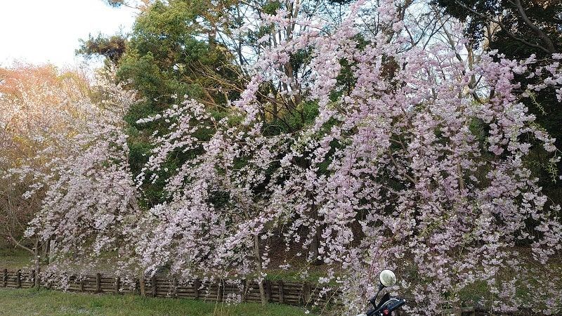 くろんど池　キャンプ場