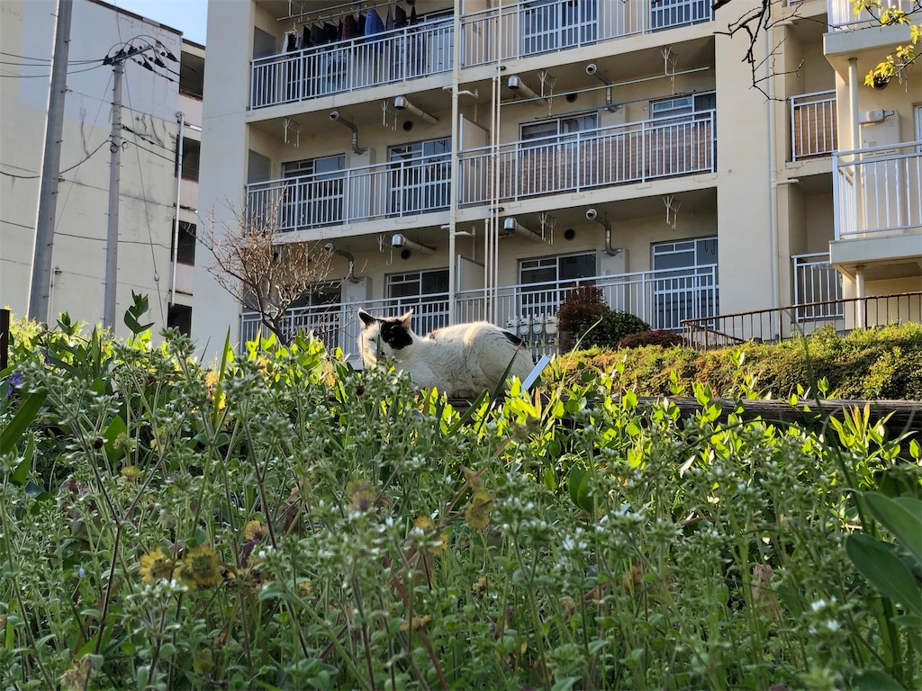 f:id:moccomocco:20190413211414j:image