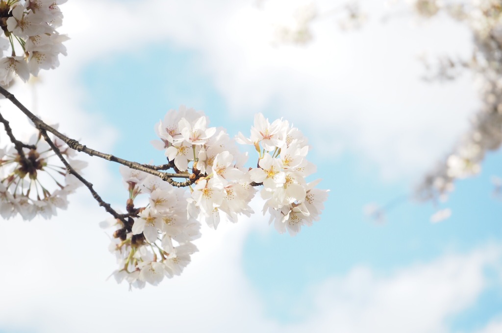 f:id:mocha_mk27:20170502210949j:image