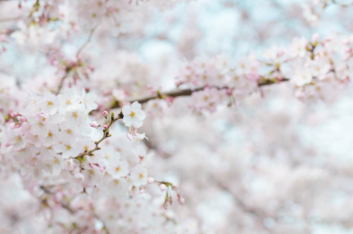 ほっこり 月曜日に贈る言葉 桜の花言葉について ４月８日 Mochalog