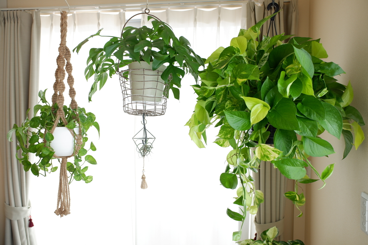 部屋がプチジャングル おうち時間増で観葉植物マニアに お菓子とレシピ本