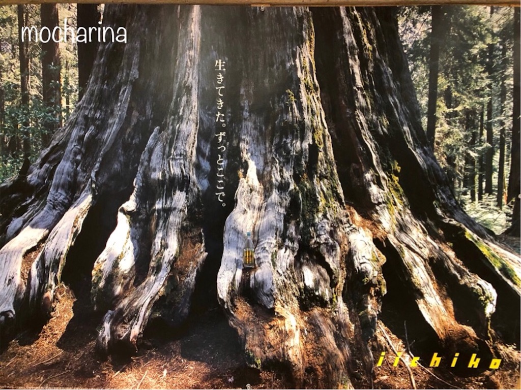 f:id:mocharina09:20190519165658j:image f:id:mocharina09:20190519165658j:image
