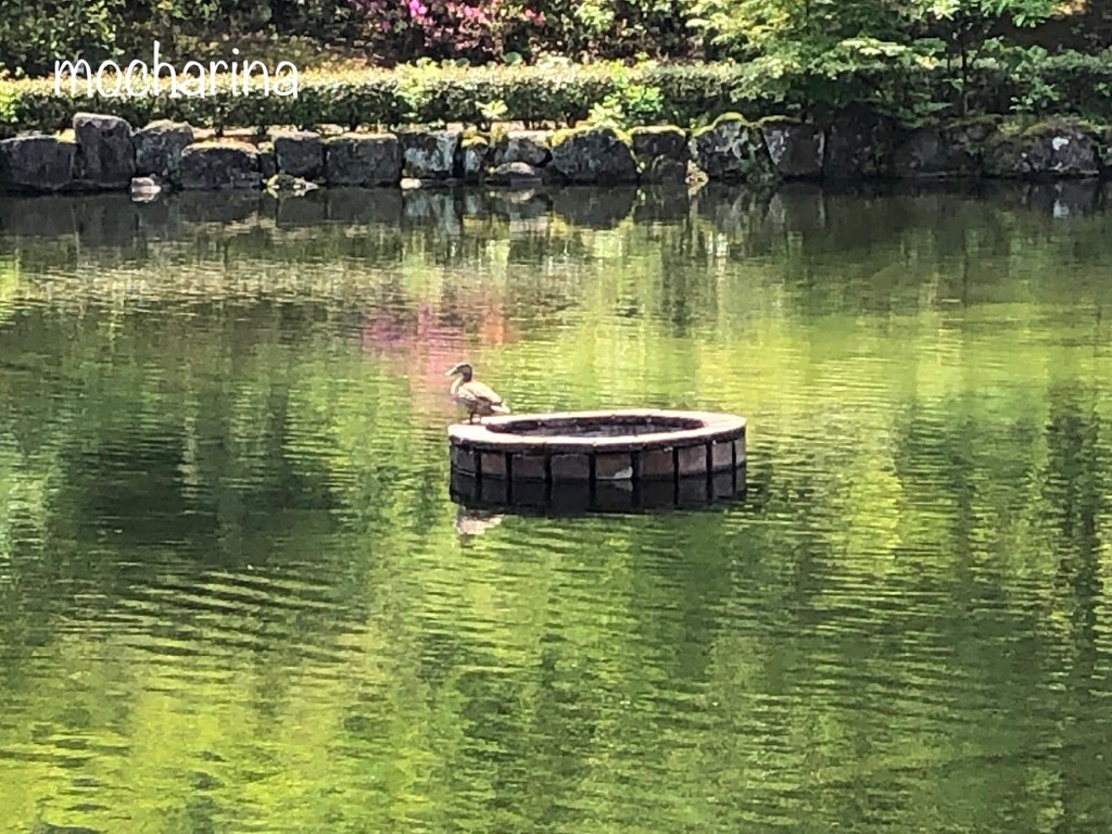 f:id:mocharina09:20190519170258j:image f:id:mocharina09:20190519170258j:image