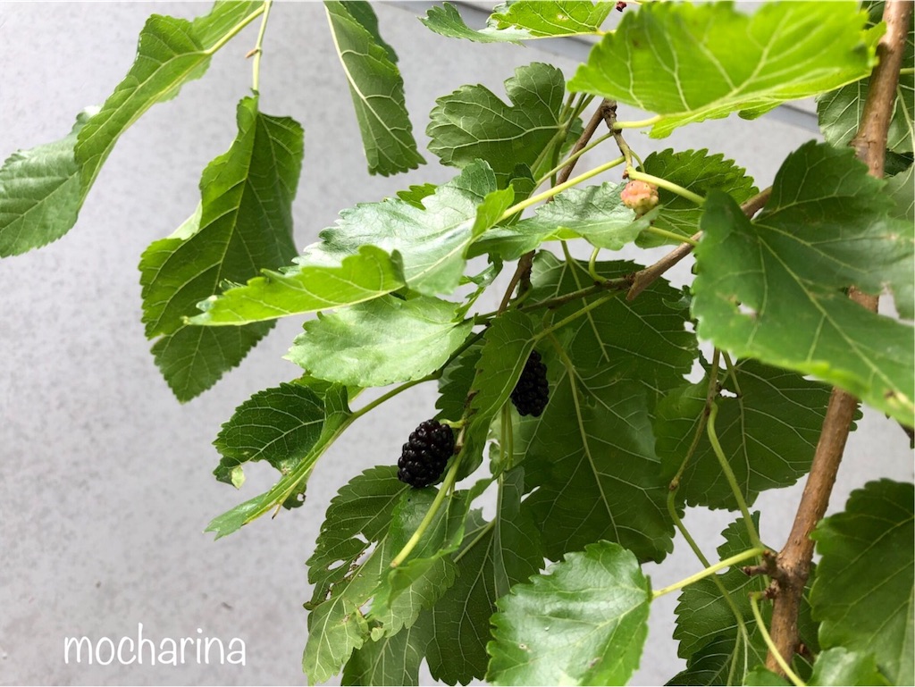 f:id:mocharina09:20190526070511j:image f:id:mocharina09:20190526070511j:image
