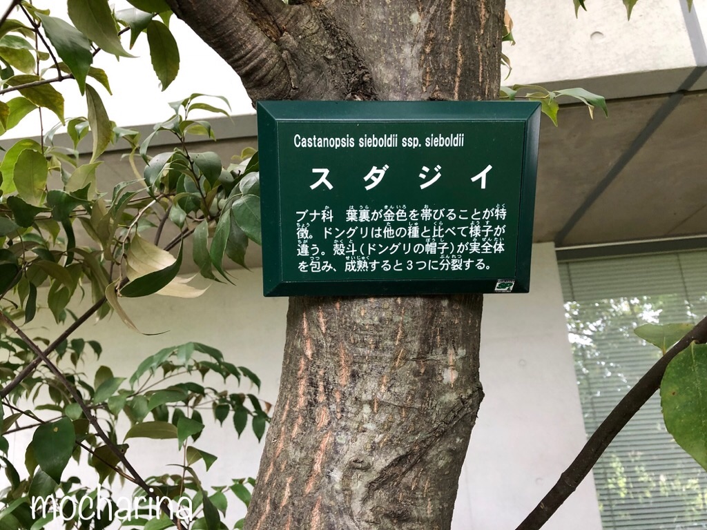 f:id:mocharina09:20190526070515j:image f:id:mocharina09:20190526070515j:image