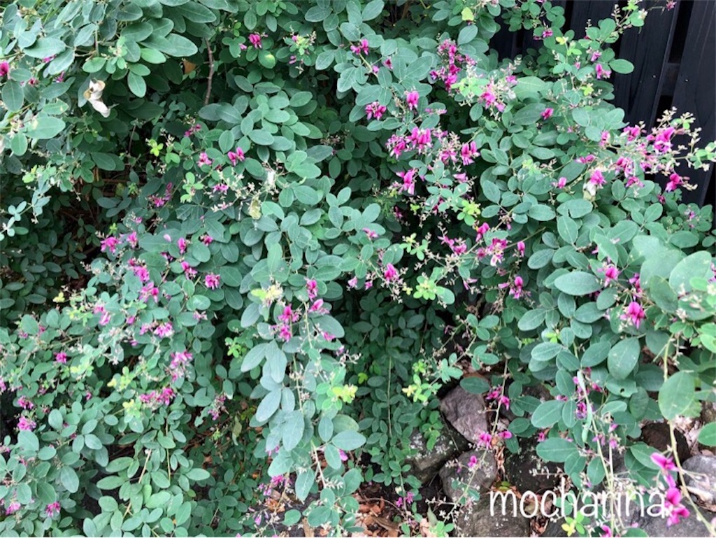 f:id:mocharina09:20191018111505j:image f:id:mocharina09:20191018111505j:image