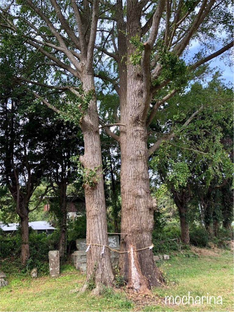 f:id:mocharina09:20191024234355j:image f:id:mocharina09:20191024234355j:image