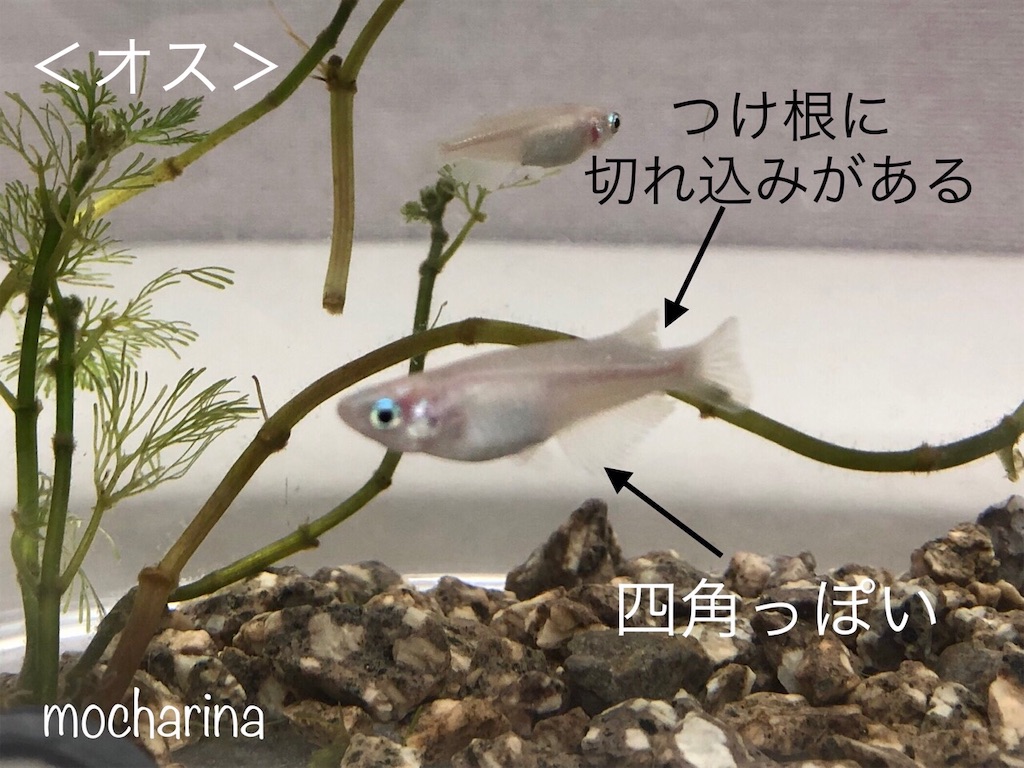 f:id:mocharina09:20191026235403j:image f:id:mocharina09:20191026235403j:image