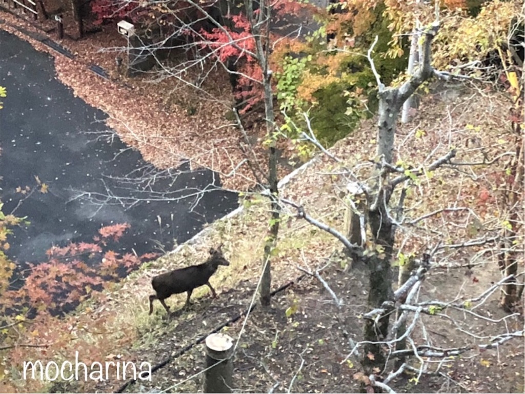 f:id:mocharina09:20191118183733j:image f:id:mocharina09:20191118183733j:image
