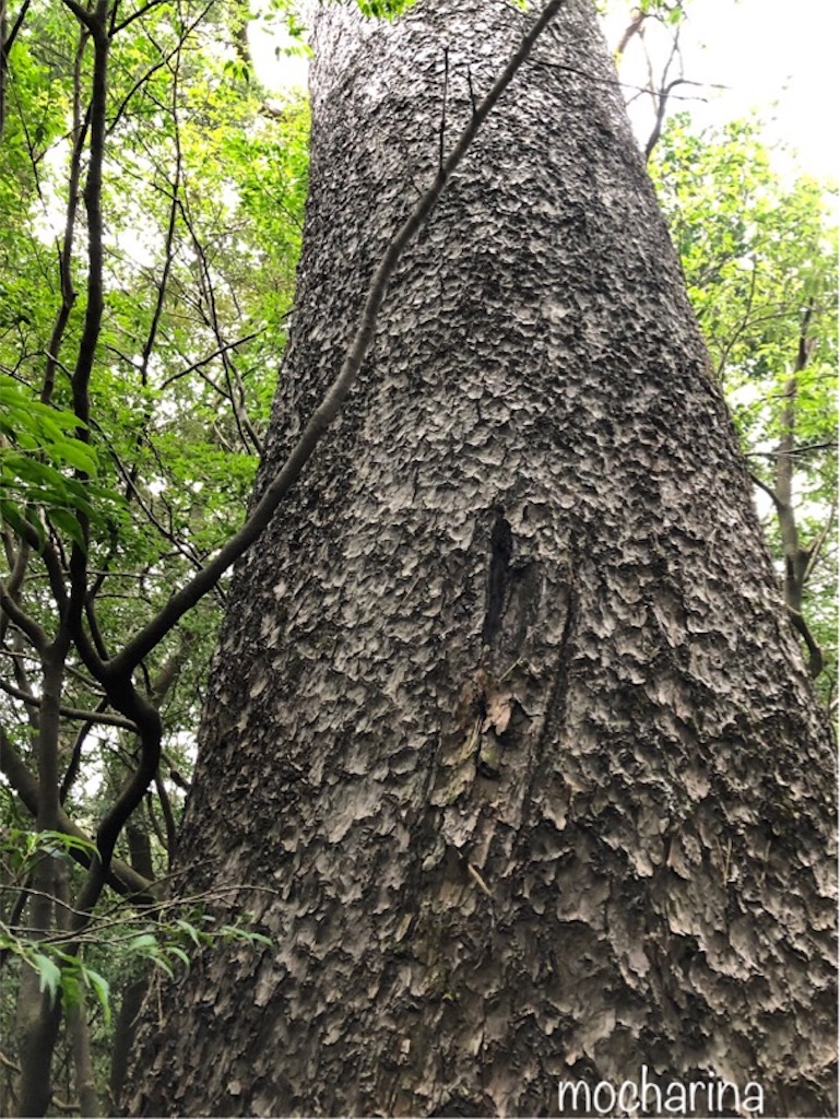 f:id:mocharina09:20191208225710j:image f:id:mocharina09:20191208225710j:image