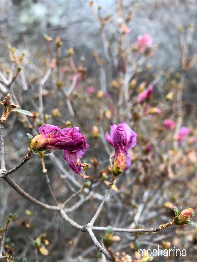 f:id:mocharina09:20191208232608j:image f:id:mocharina09:20191208232608j:image