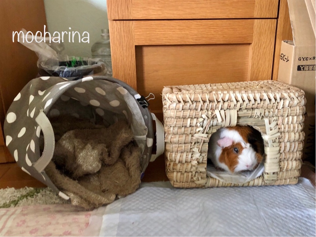 f:id:mocharina09:20200508143456j:image f:id:mocharina09:20200508143456j:image