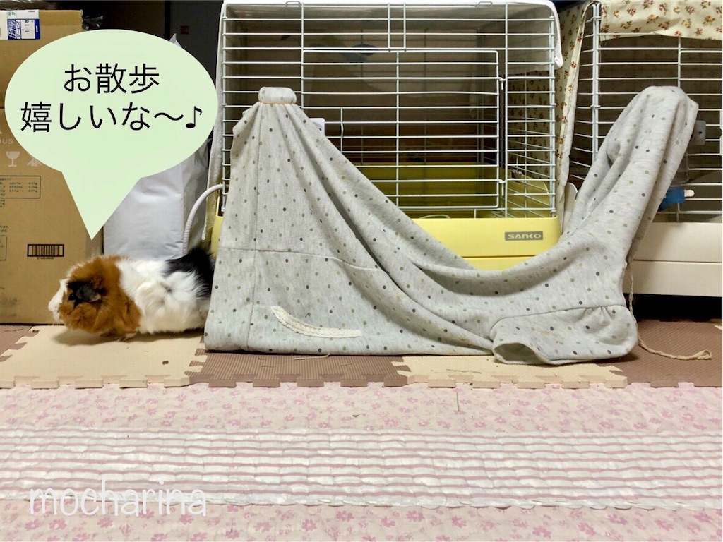 f:id:mocharina09:20200508143644j:image f:id:mocharina09:20200508143644j:image