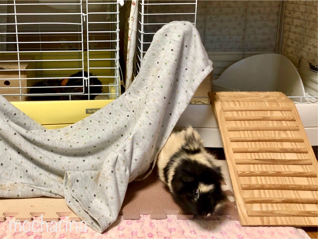 f:id:mocharina09:20200508143709j:image f:id:mocharina09:20200508143709j:image