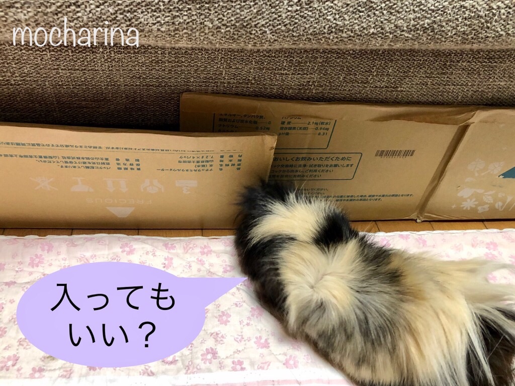 f:id:mocharina09:20200508143839j:image f:id:mocharina09:20200508143839j:image