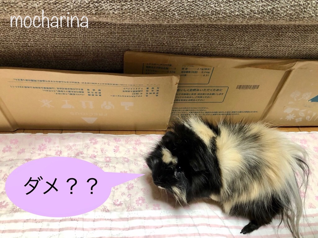 f:id:mocharina09:20200508143844j:image f:id:mocharina09:20200508143844j:image
