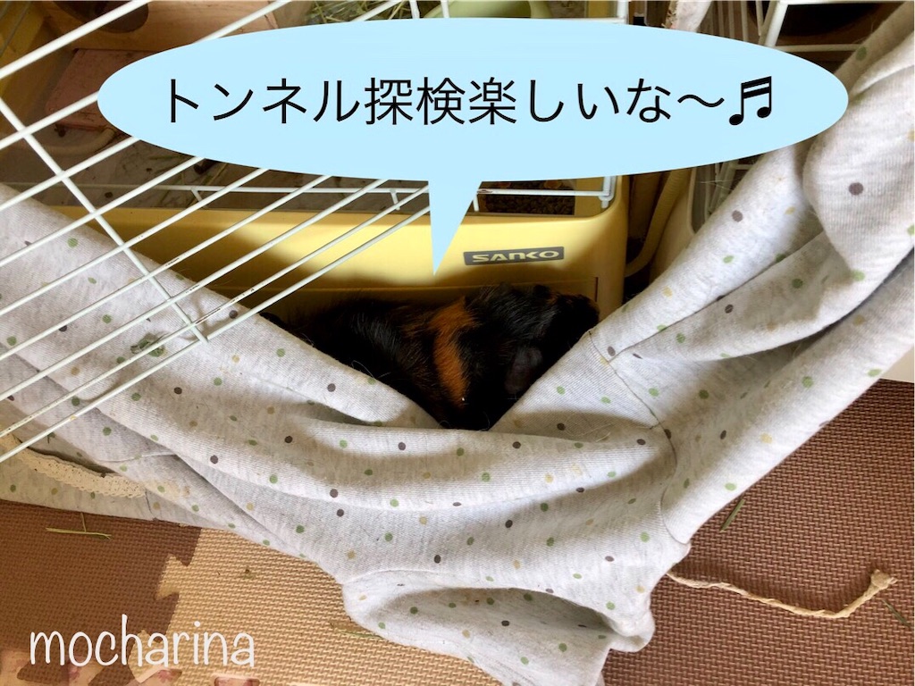 f:id:mocharina09:20200508144130j:image f:id:mocharina09:20200508144130j:image