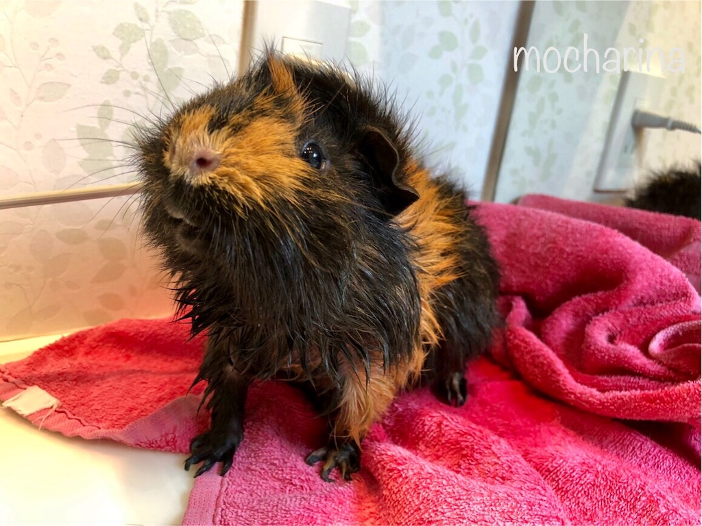 f:id:mocharina09:20200508144317j:image f:id:mocharina09:20200508144317j:image