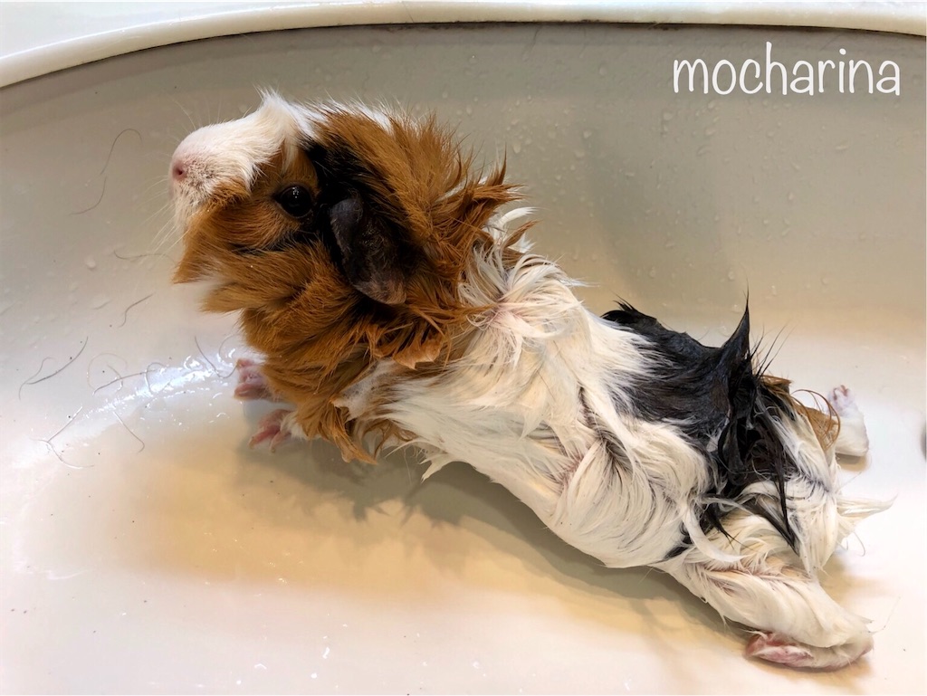 f:id:mocharina09:20200508144435j:image f:id:mocharina09:20200508144435j:image