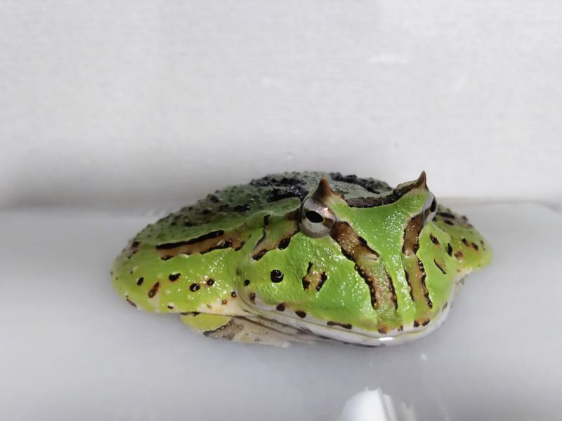 f:id:mochi-mochi-kun:20190403163502j:plain f:id:mochi-mochi-kun:20190403163502j:plain