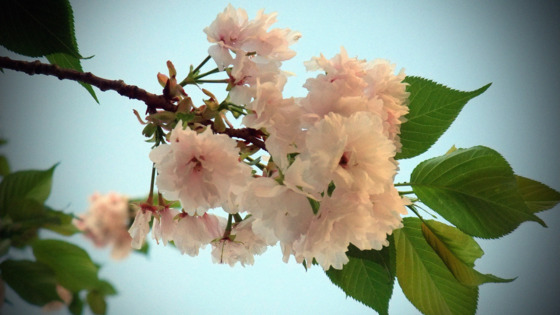 f:id:mochi-oka:20120428164026j:image