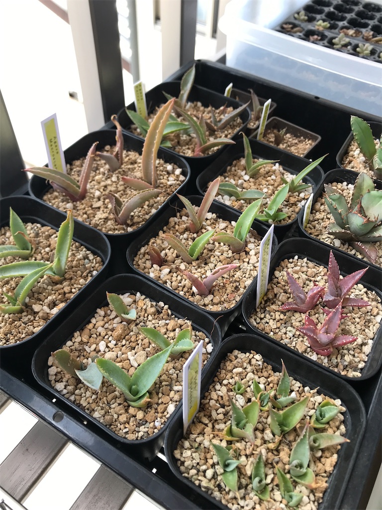 実生アガベの植え替え - 育てたり走ったり作ったり