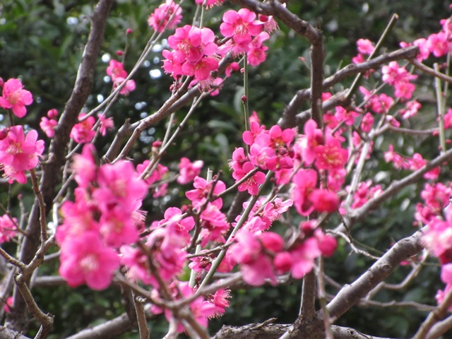 f:id:mochi36:20170306174549j:plain f:id:mochi36:20170306174549j:plain