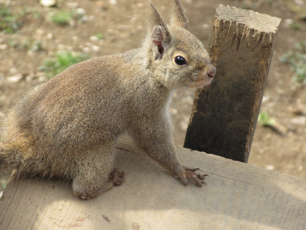 f:id:mochi36:20170313212124j:plain