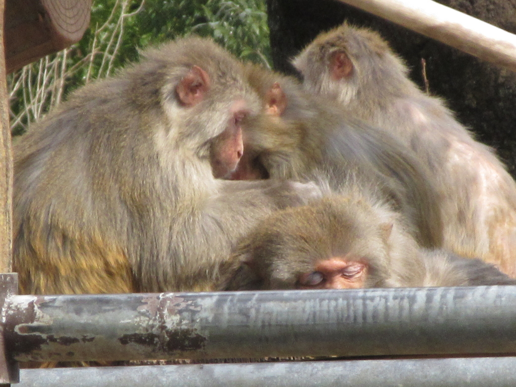 f:id:mochi36:20170313212428j:plain