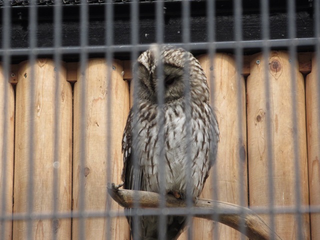 f:id:mochi36:20170315220334j:plain