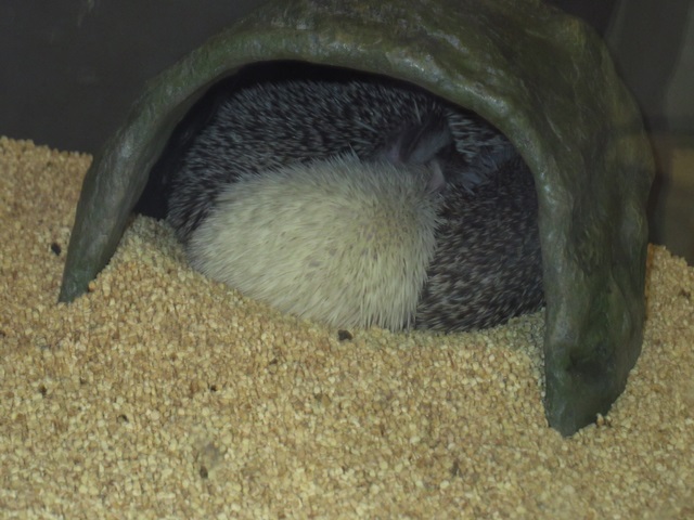 f:id:mochi36:20170315220417j:plain