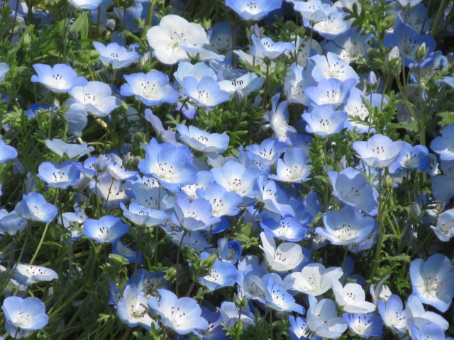 f:id:mochi36:20170503194206j:plain