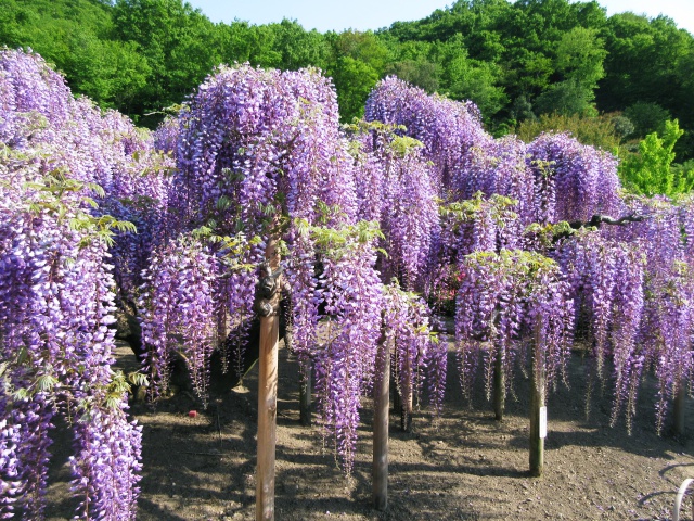 f:id:mochi36:20170503195515j:plain