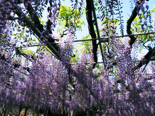 f:id:mochi36:20170503195708j:plain