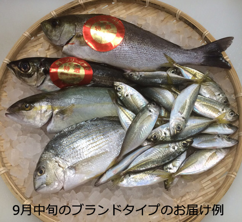 大分名物の関アジ通販 楽天市場店【おぐし商店】お魚セットのお取り寄せ - 名物料理のお取り寄せガイド