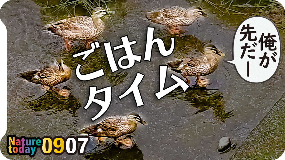 f:id:mochico25:20200907175056j:plain f:id:mochico25:20200907175056j:plain