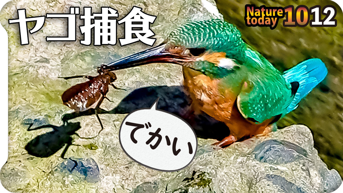 f:id:mochico25:20201012180454j:plain f:id:mochico25:20201012180454j:plain