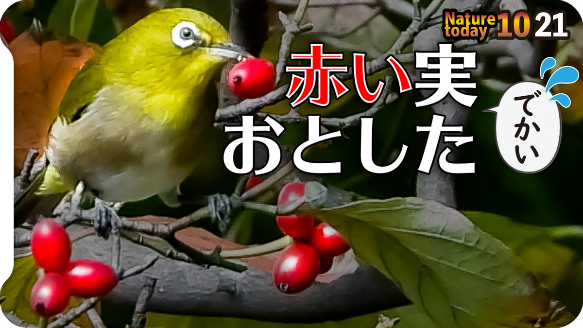 f:id:mochico25:20201021180357j:plain