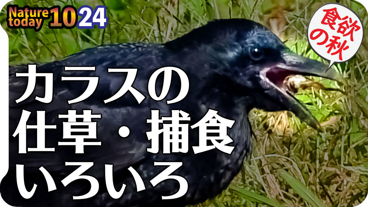 1024 カエルがカラスに食べられる ハシボソの面白い行動 仕草 捕食 ヒドリガモの鳴き声エクリパスのコガモ 奇形のカルガモ 変わった凧揚げ 今日撮り野鳥動画まとめ 身近な生き物語 身近な生き物語 いきものがたり