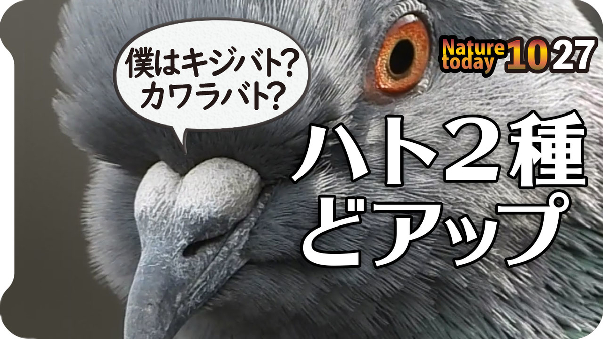 f:id:mochico25:20201027172900j:plain f:id:mochico25:20201027172900j:plain