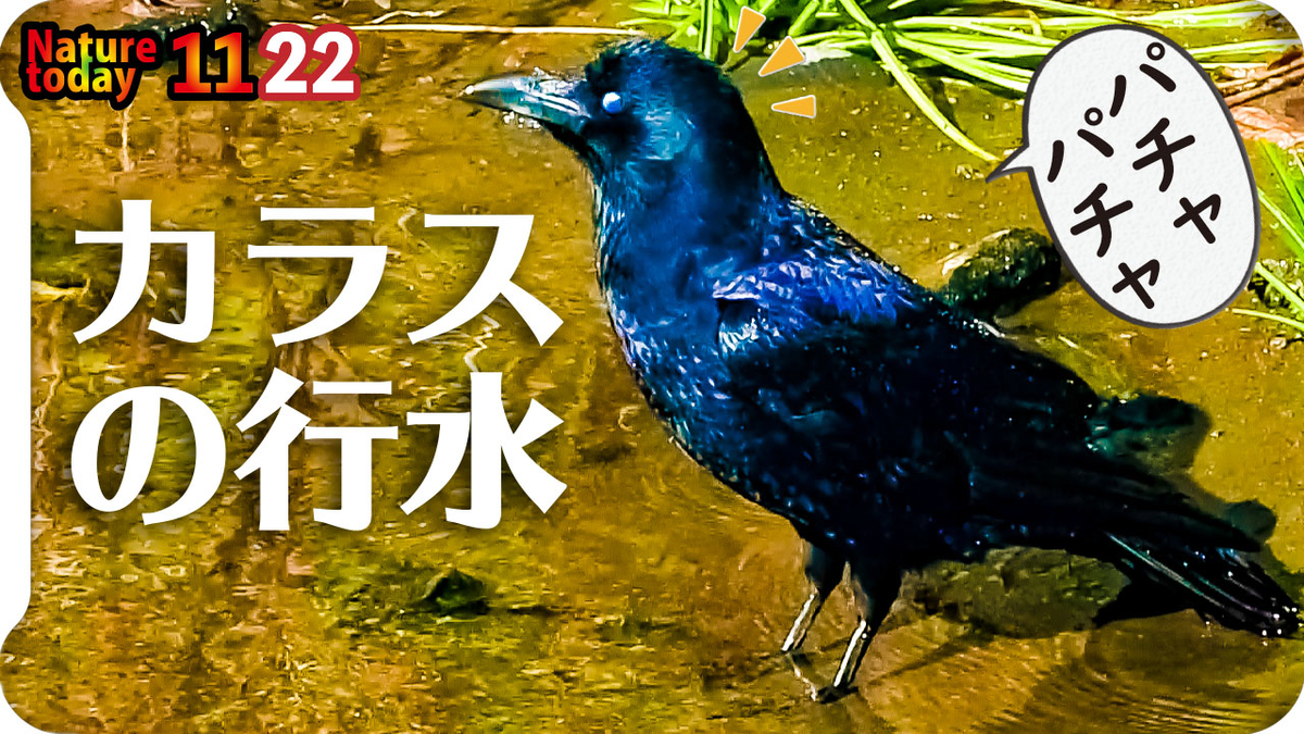 1122 カラスの行水芋掘りハシブト カワセミやコサギのストレッチ カワウの繁殖羽 婚姻色と白い糞 カルガモ奇形のエンジェルウイングなど 今日撮り野鳥動画まとめ 身近な生き物語 身近な生き物と万年筆