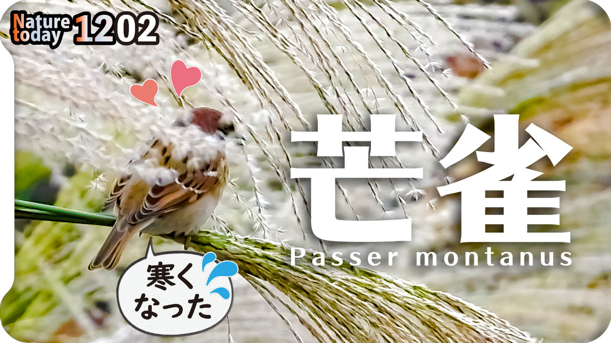 f:id:mochico25:20201202205817j:plain