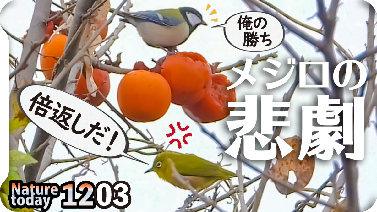 f:id:mochico25:20201203193535j:plain