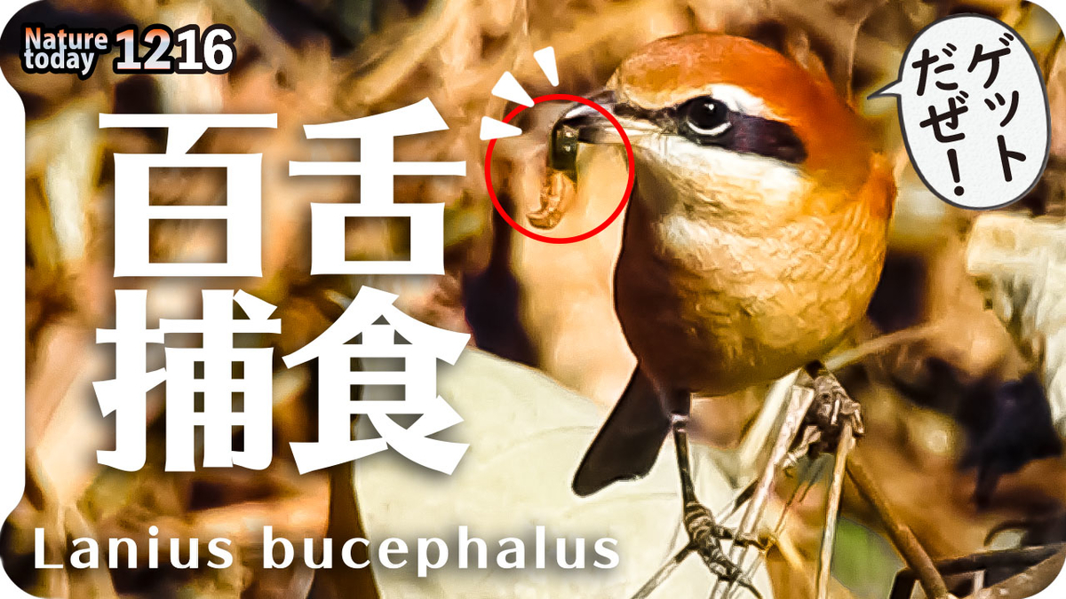 f:id:mochico25:20201216201742j:plain