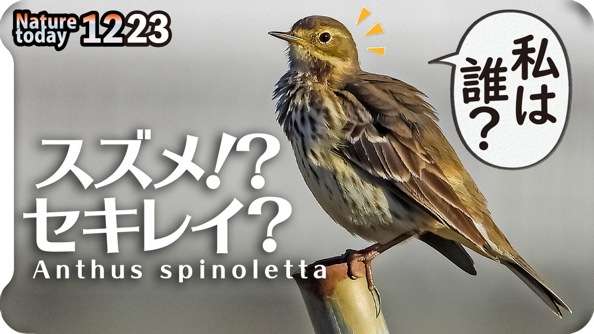 1223【スズメ似鳥でもセキレイ科】タヒバリ捕食、小さな猛禽モズがオナガを襲う。イソヒヨドリのペリット、エナガのホバリング、カワセミメジロ