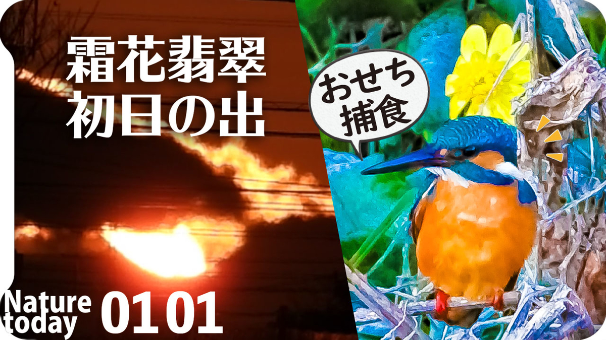 f:id:mochico25:20210101182802j:plain