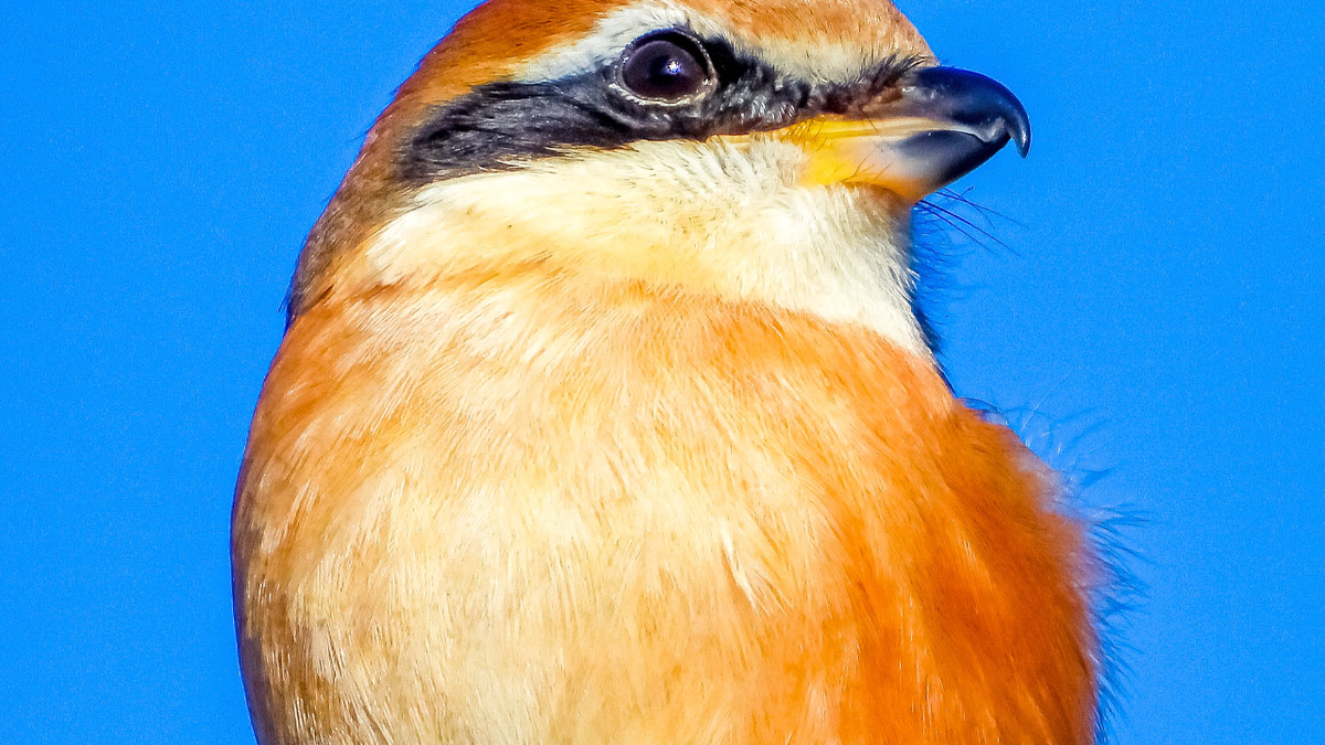 f:id:mochico25:20210101182804j:plain