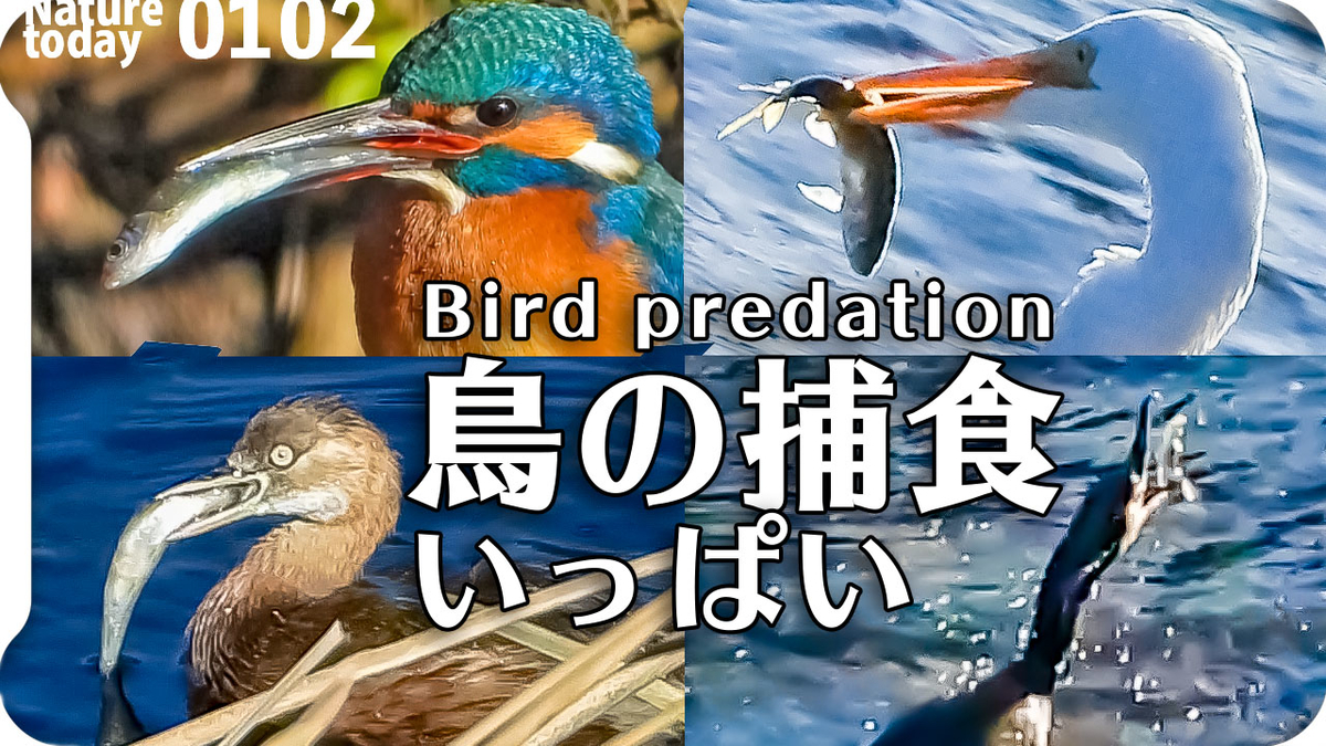 f:id:mochico25:20210102181718j:plain