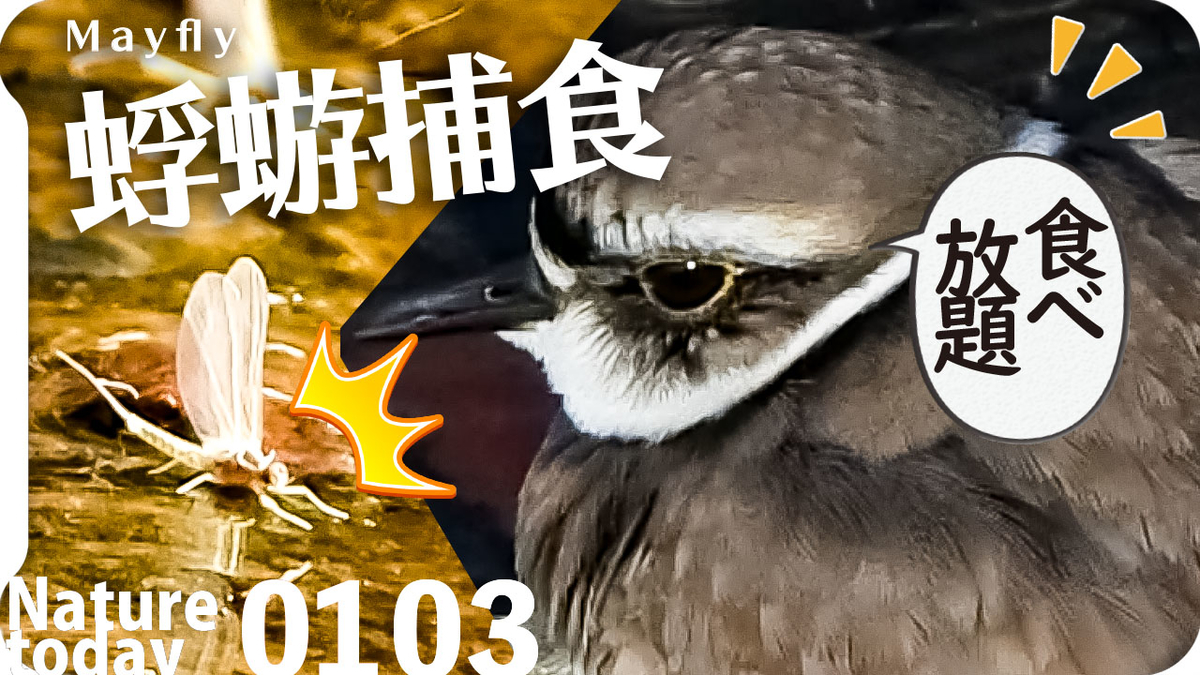 0103【野鳥が蜉蝣を捕食】猛禽類トビ滑空、ハシビロガモ飛翔