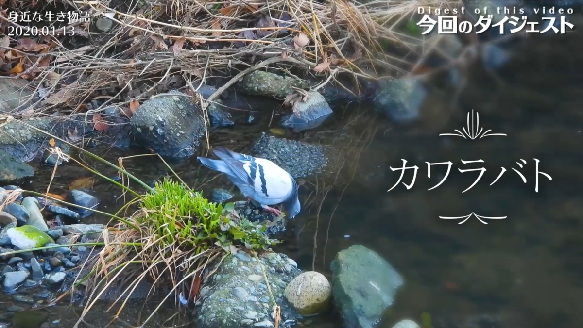 f:id:mochico25:20210120174937p:plain